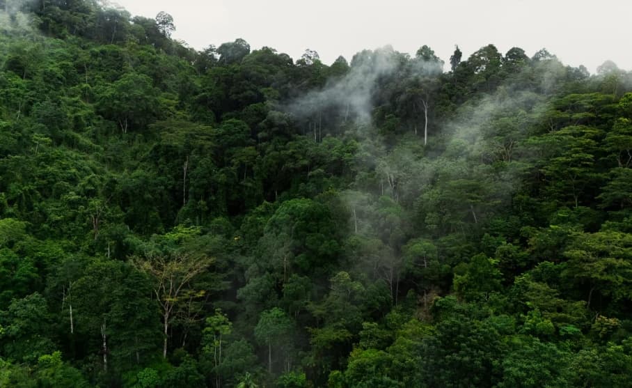 Misty rainforest scenery around the Flying Hanuman course