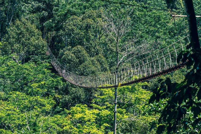 Jungle bridge and surrounding canopy at Flying Hanuman