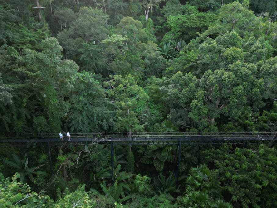 Hanuman World skywalk above tropical forest