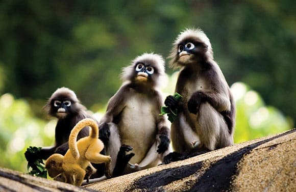 Tropical nature around Rayavadee