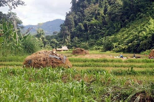 The Gibbon Experience valley near Houayxay