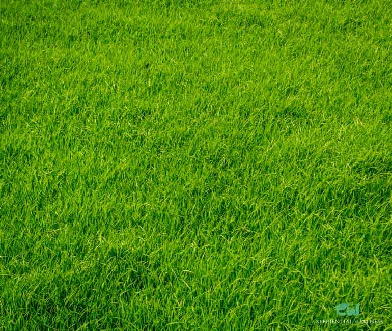 Rice fields in the rural Thailand
