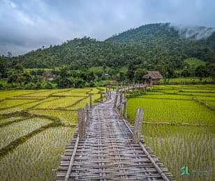 Elevated bamboo walkway above rice fields in Thailand
