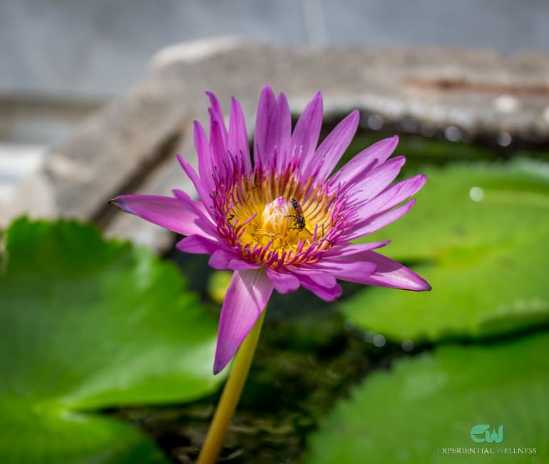 Le lotus, symbole de sagesse dans le bouddhisme theravada