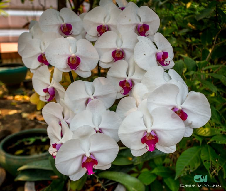 Weiße Orchideen