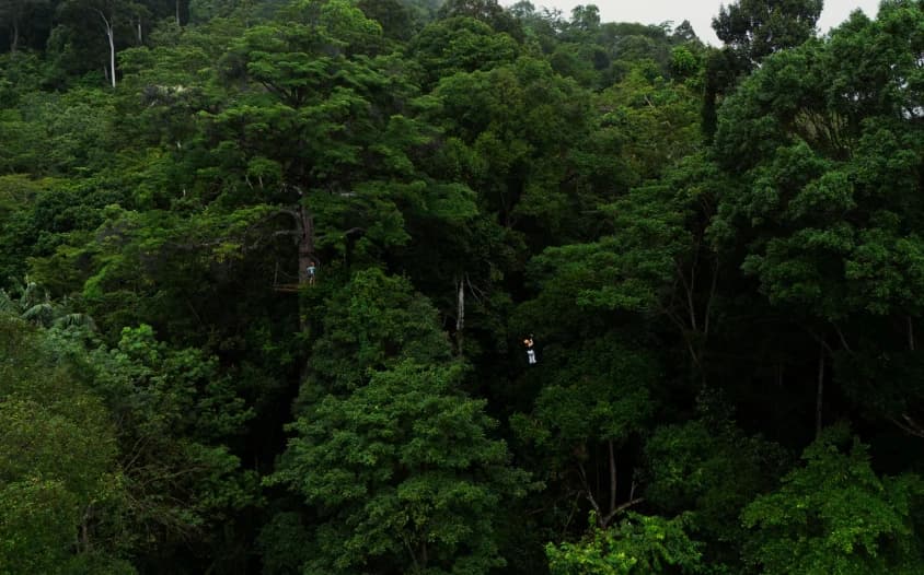 Dichter grüner Wald rund um den Zipline-Parcours von Flying Hanuman