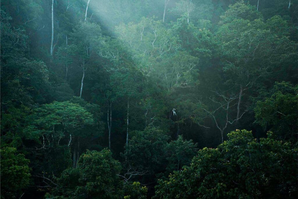 Canopee forestiere de The Gibbon Experience au Laos