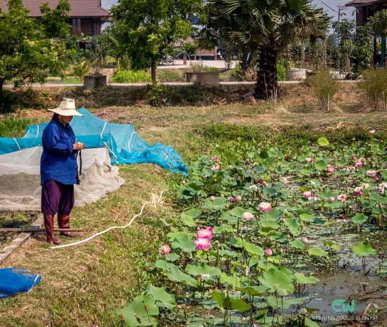 Thailändische Frau in Bauernkleidung an einem Lotusteich