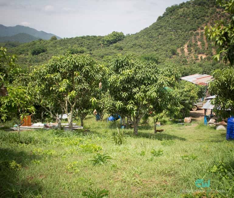 Lokale Mango- und Obstfarm in Bu Hom bei Chiang Khan