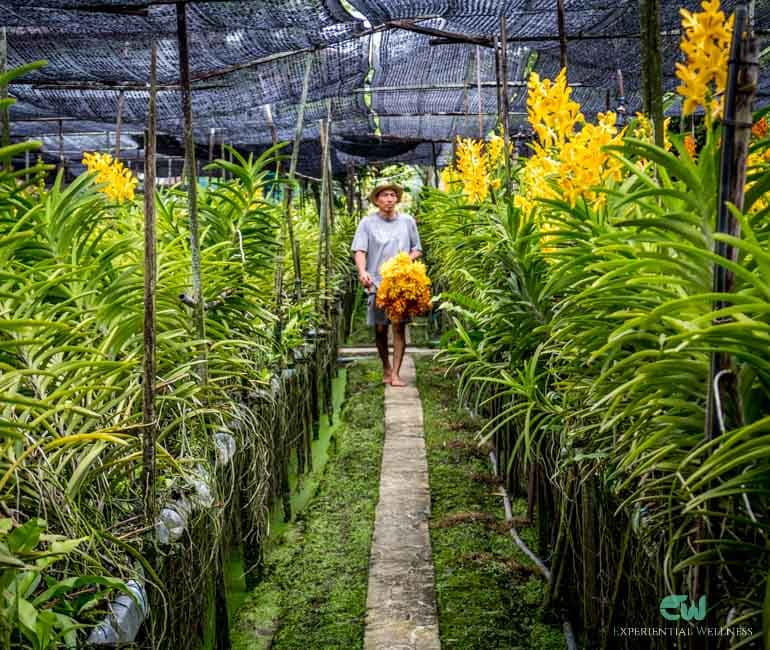 Einheimische sammeln Orchideen auf einer Orchideenfarm