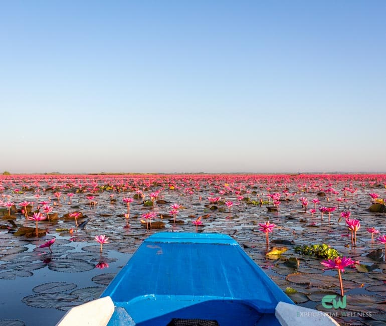 Bootsfahrt am Morgen auf dem Red Lotus Lake