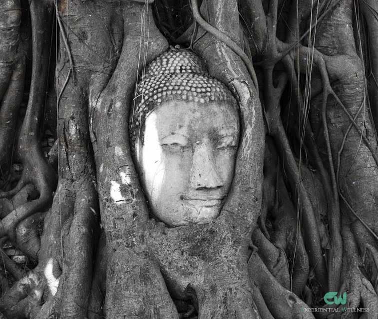 La tête de Bouddha empêtrée dans une racine d'arbre