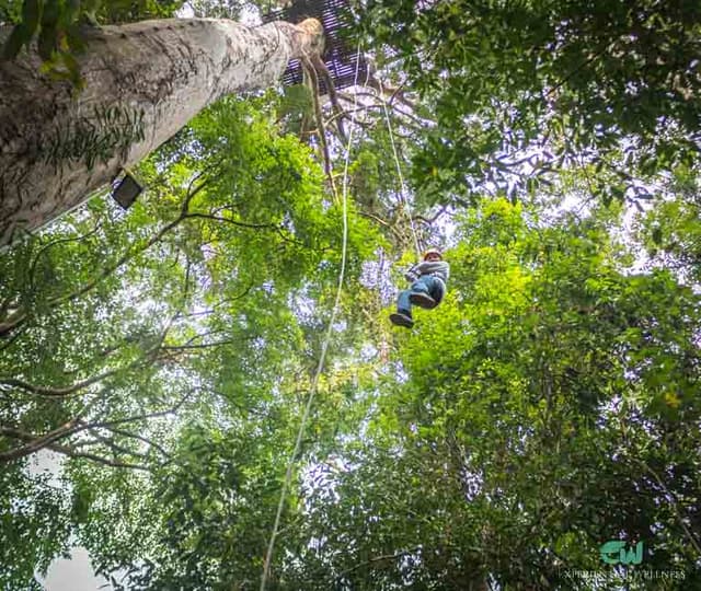 Reisender auf einem Zipline-Parcours im Wald