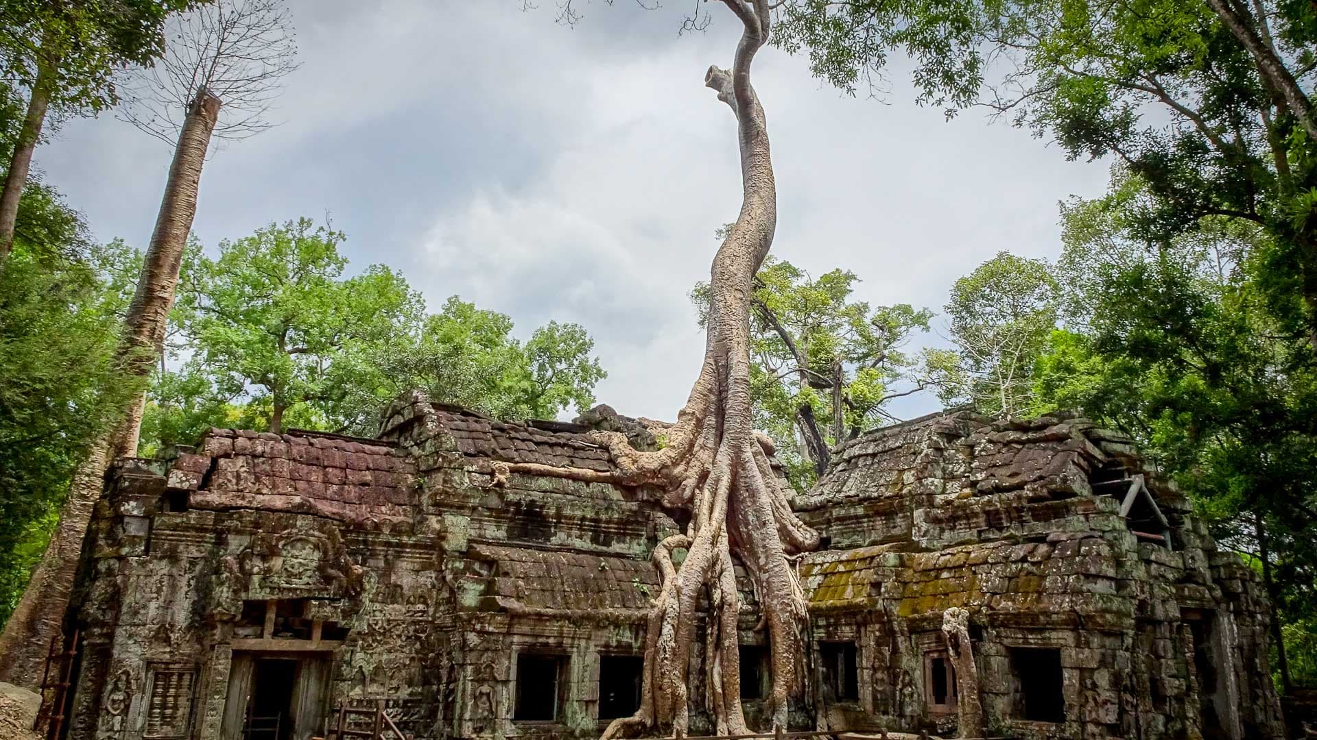 Die Ruinen des Ta-Prohm-Tempels im Dschungel von Siem Reap